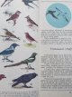 Carte Lumea nestiuta a pasarilor din Delta Dunarii - Dimitrie Radu
