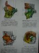 Carte Anatomia omului (2 vol) - Aparatul locomotor - Splanhnologia (editia a V-a) - Victor Papilian