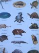 Carte Das Stickwer Buch - Tiere - 240 Farbsticker (240 actibilduri cu animale) - ***
