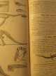 Carte Leitfaden der Tierkunde - fur die Oberen Klassen der Realgymnasien, 1919 (Ghid de zoologie) - Franz Werner