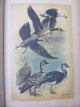 Carte Lumea animalelor - Brehm