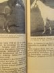 Carte Pferdefibel (rase de cai) , 1936 (136 imagini) - Horst Botticher