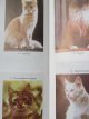 Carte Pisicile , o enigma a lumii nanimale - Ioan Bud , Elena Cristea