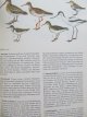 Carte Plante si animale (Pflanzen und Tiere - Ein Naturfuhrer) - Christoph Needon , Johannes Petermann , ...
