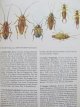 Carte Plante si animale (Pflanzen und Tiere - Ein Naturfuhrer) - Christoph Needon , Johannes Petermann , ...