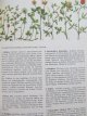 Carte Plante si animale (Pflanzen und Tiere - Ein Naturfuhrer) - Christoph Needon , Johannes Petermann , ...