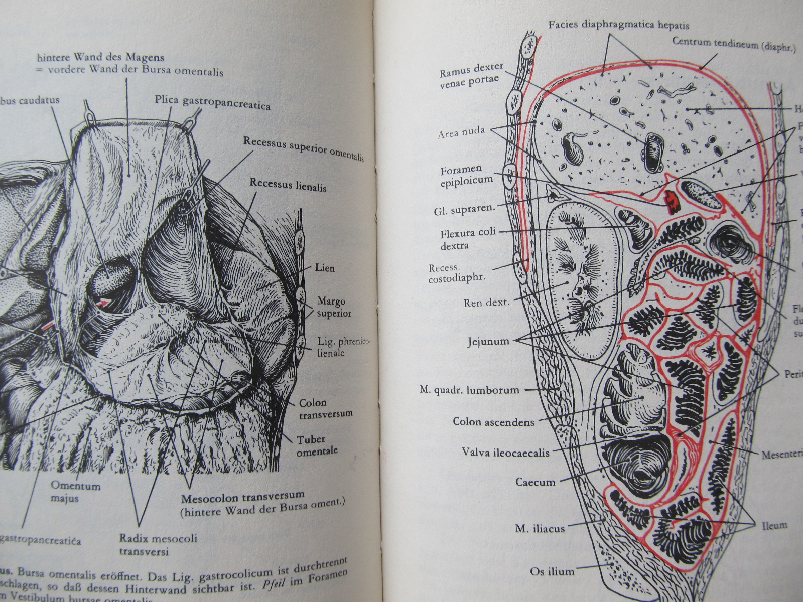 Carte Taschenbuch der Anatomie (vol. 2) - Hermann Voss , Robert Herrlinger