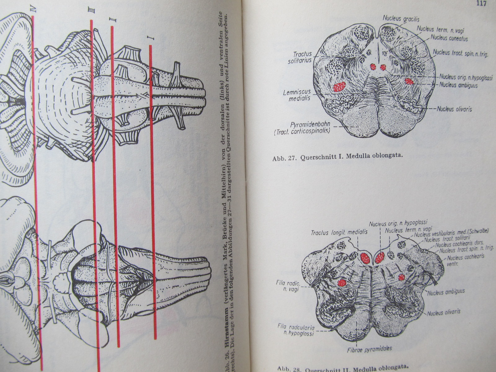 Carte Taschenbuch der Anatomie (vol. 3) - Hermann Voss , Robert Herrlinger